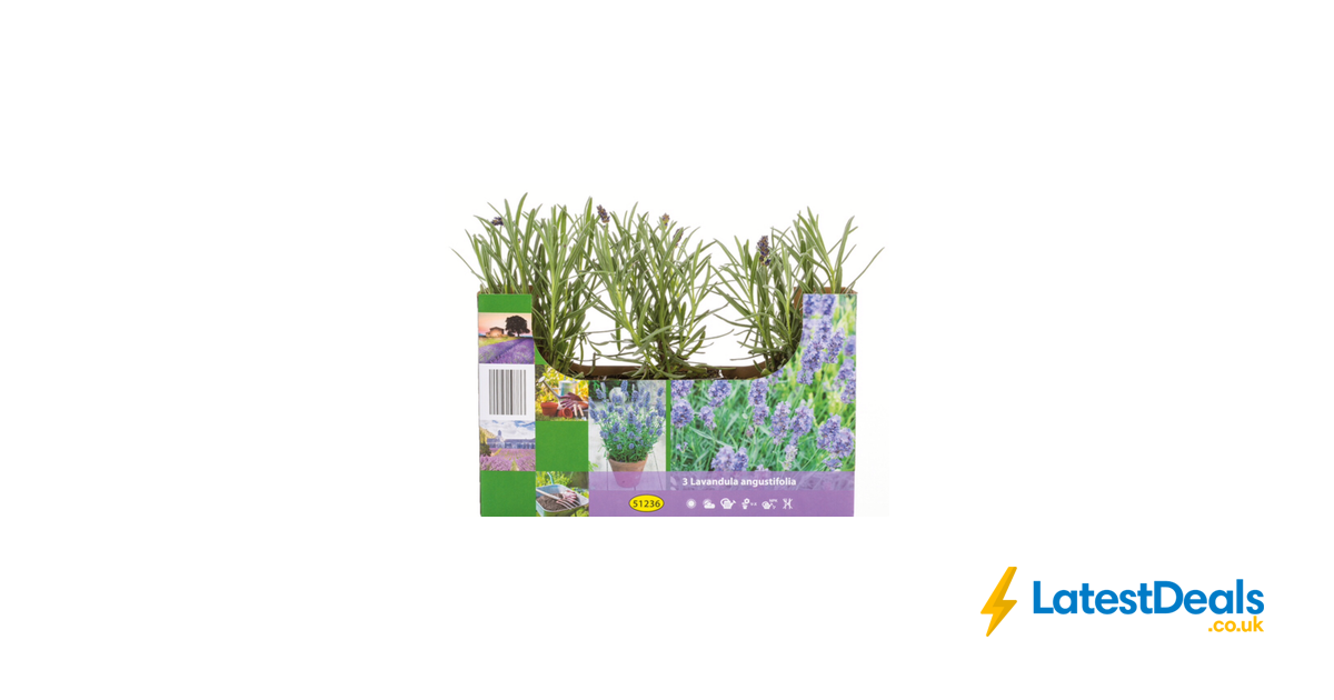 3 Pack of English Lavender Plants, £2.99 at Lidl